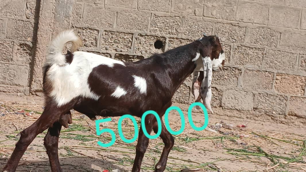 bakra 0