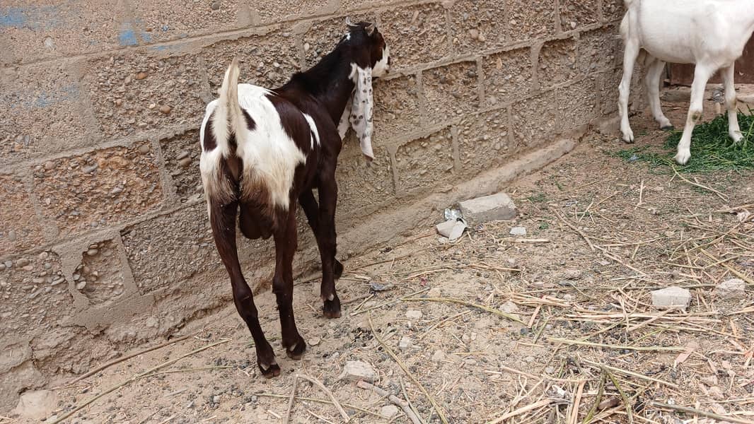 bakra 1