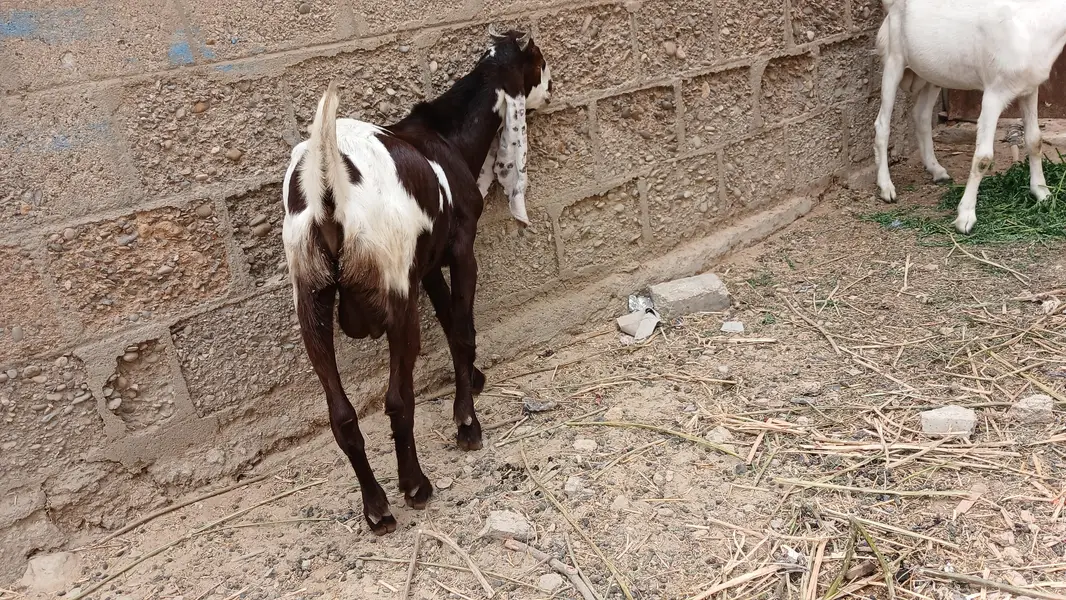 bakra — photo 2