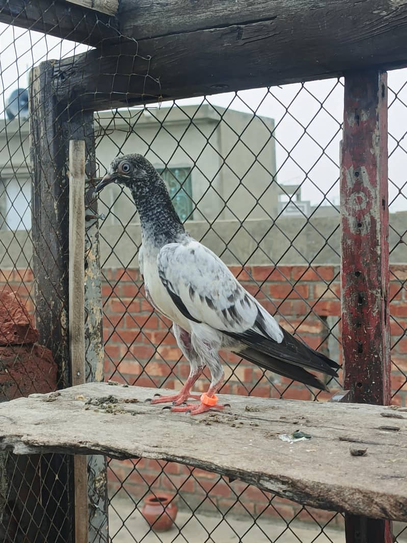 **Teady Pigeons Pair Available for Sale** 0