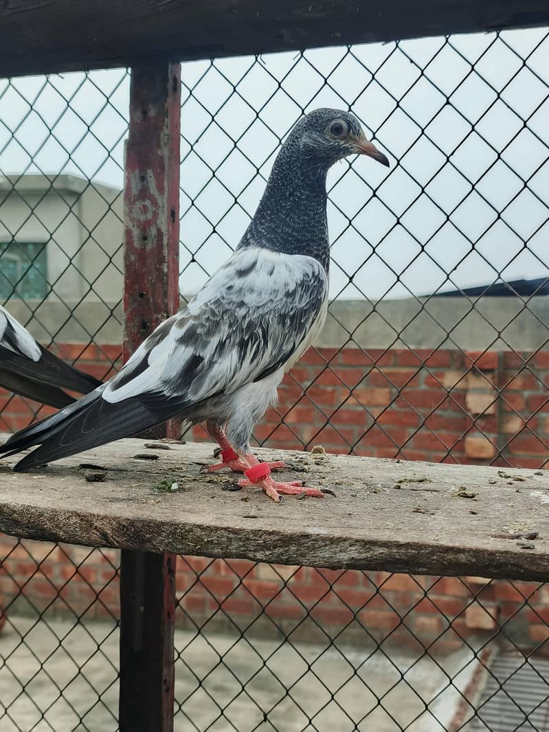 **Teady Pigeons Pair Available for Sale** 1