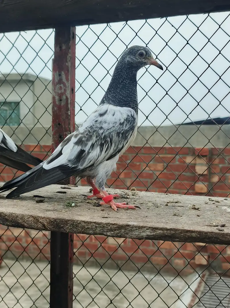 **Teady Pigeons Pair Available for Sale** — photo 2