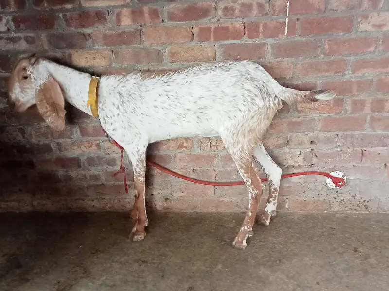 female — photo 3