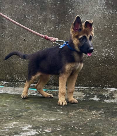 German Shephard stock coat female puppy for sale