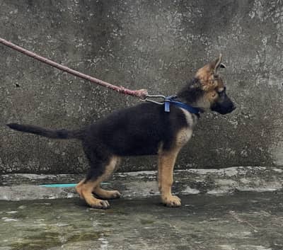 German Shephard stock coat female puppy for sale