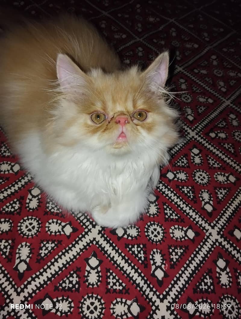 piki face 1