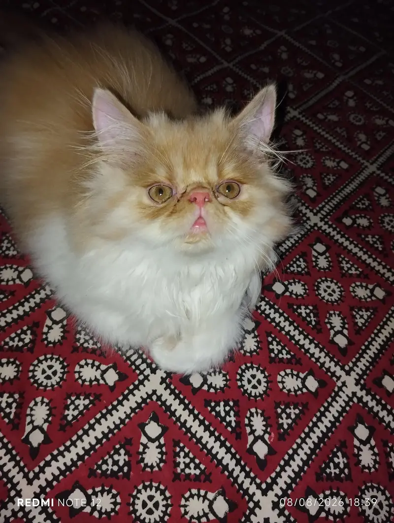 piki face — photo 2