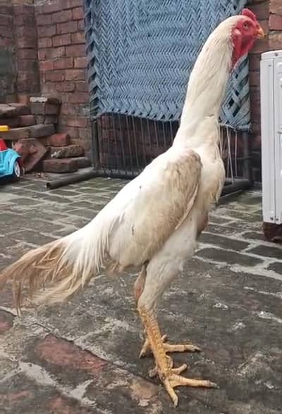 White Shamoo Age 8 months