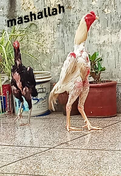 King Shamo Chicks Available