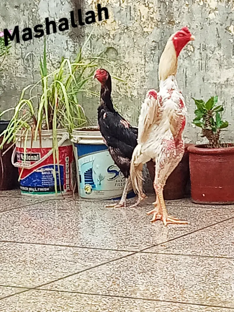 King Shamo Chicks Available — photo 2