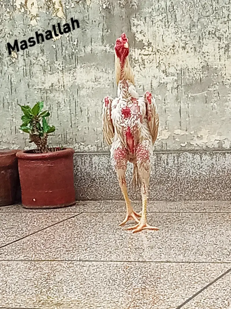 King Shamo Chicks Available — photo 3