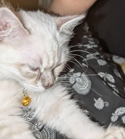 Rag doll kitten
