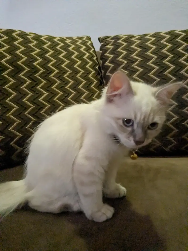 Rag doll kitten — photo 2