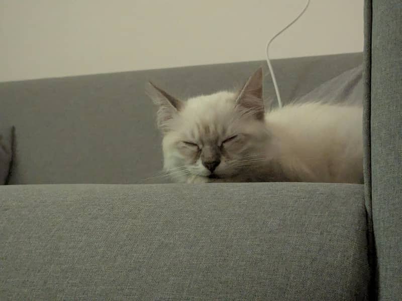Rag doll kitten 2