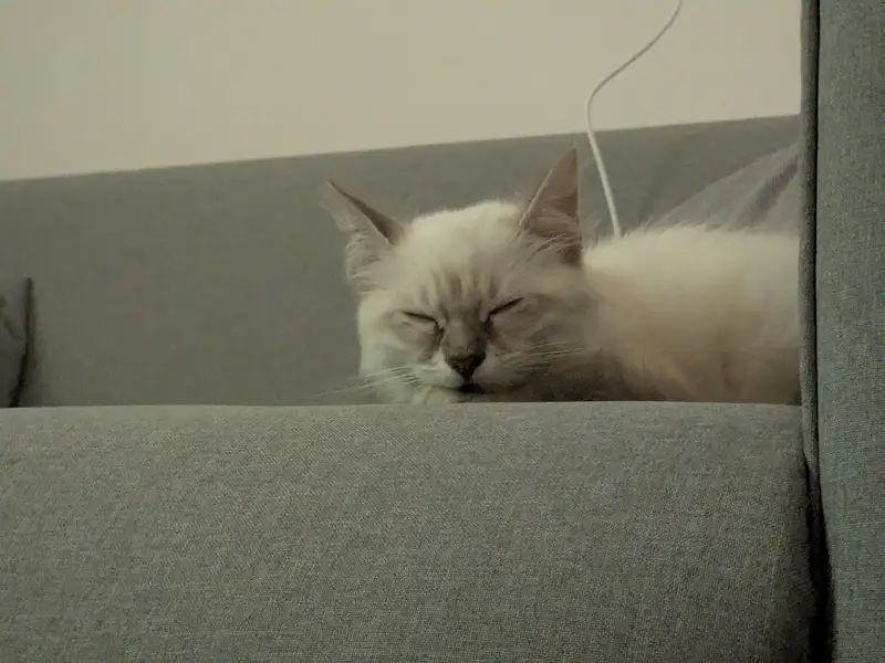 Rag doll kitten — photo 3