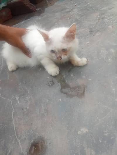 white Persian kitten for sale