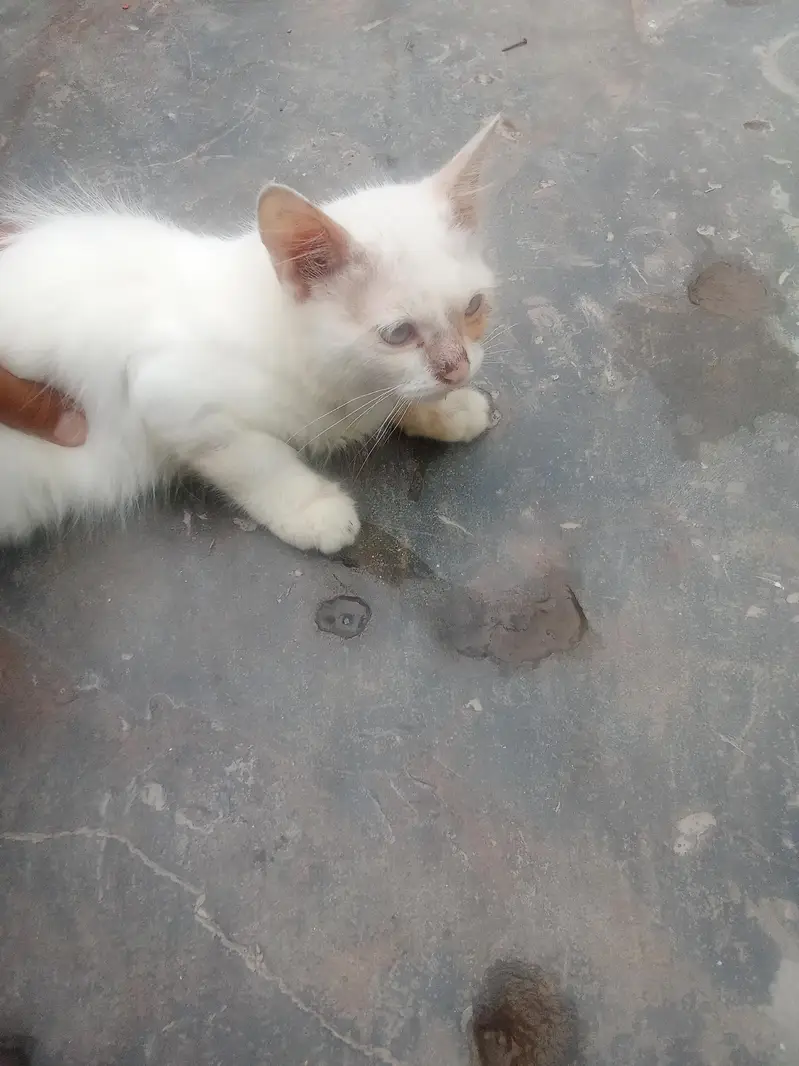 white Persian kitten for sale — photo 2