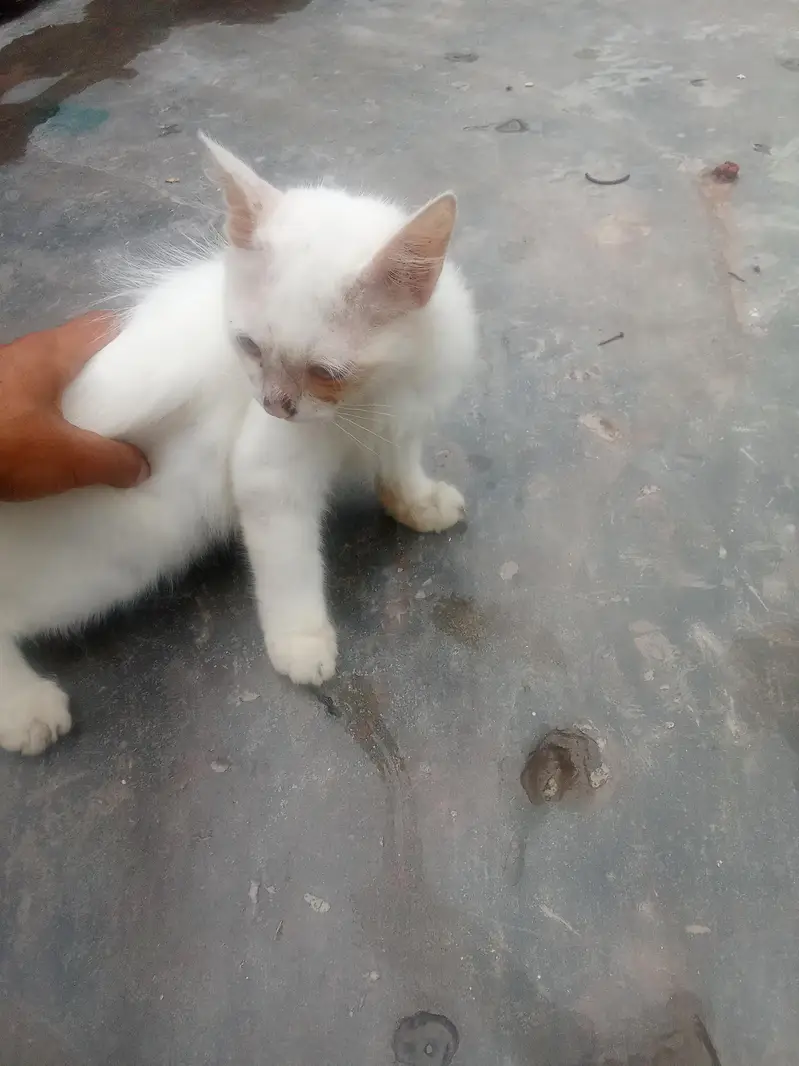 white Persian kitten for sale — photo 3