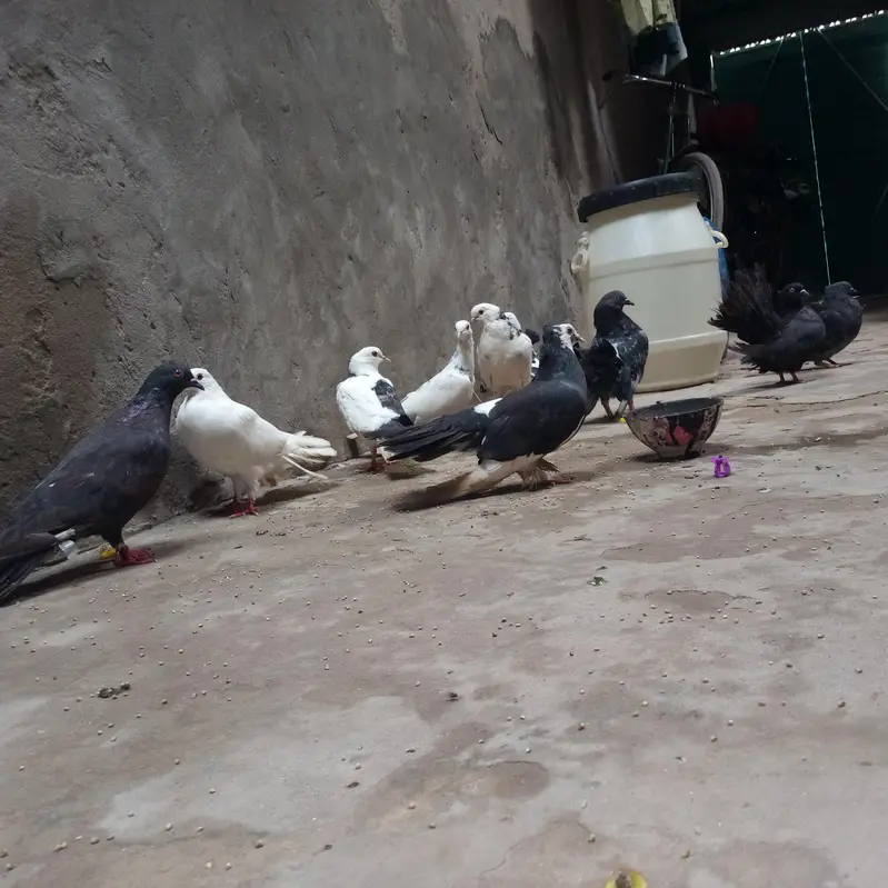 pegon — photo 2