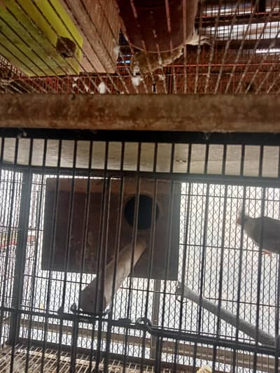 pastaleino aur payal fellow bidar pair for sale in Lahore
