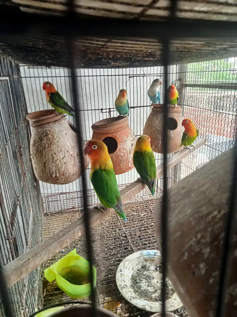 pastaleino aur payal fellow bidar pair for sale in Lahore — photo 2