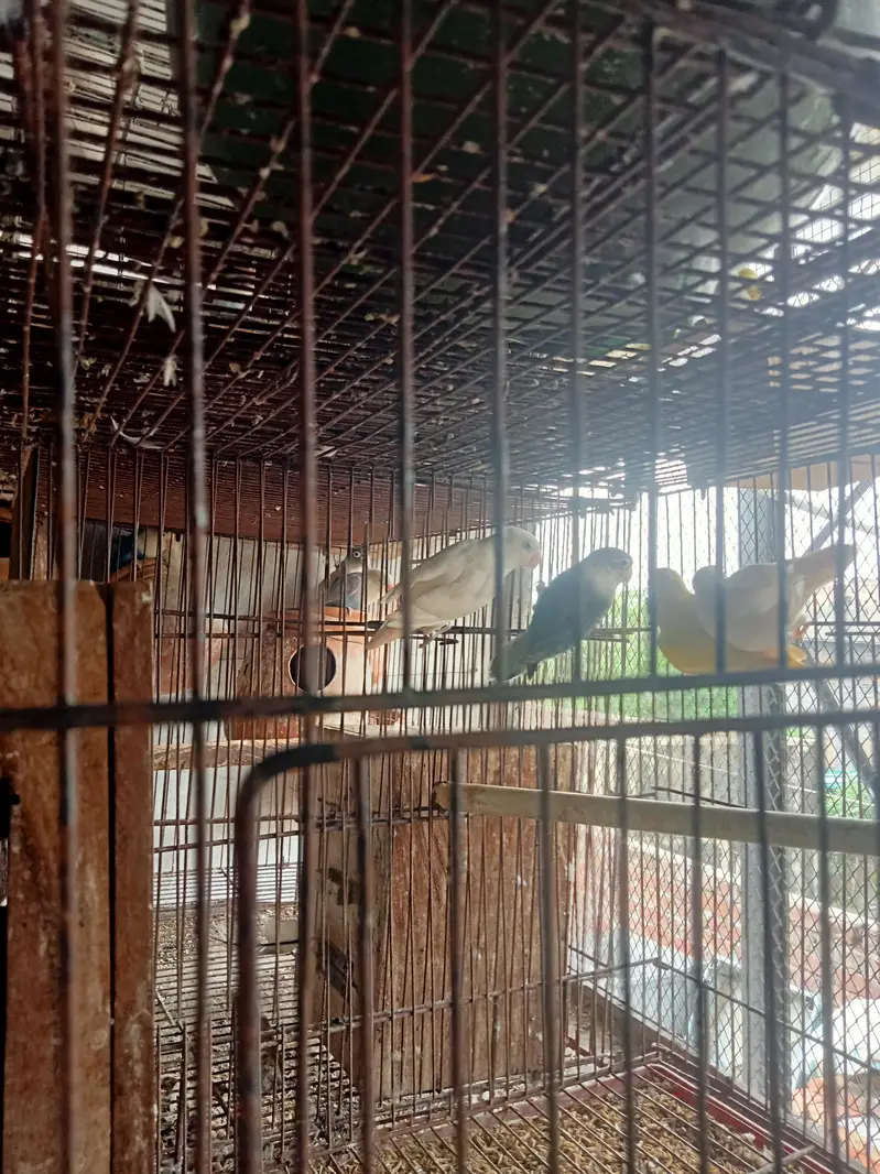 pastaleino aur payal fellow bidar pair for sale in Lahore — photo 3