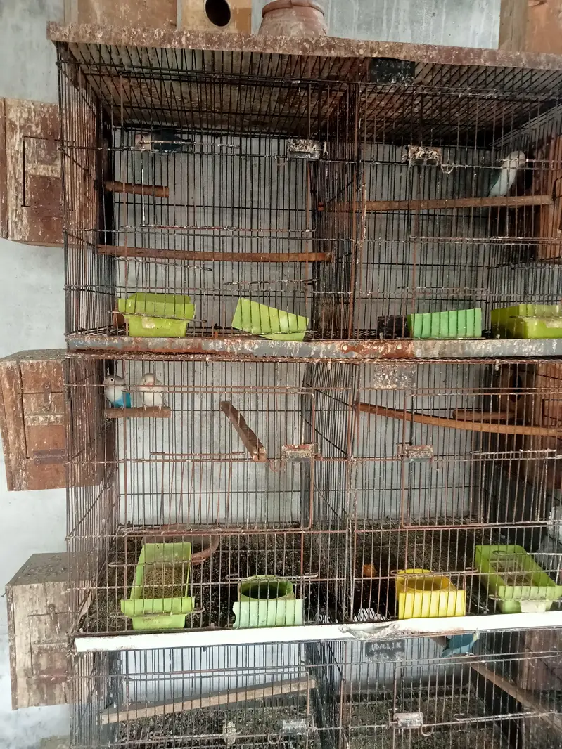 pastaleino aur payal fellow bidar pair for sale in Lahore — photo 4