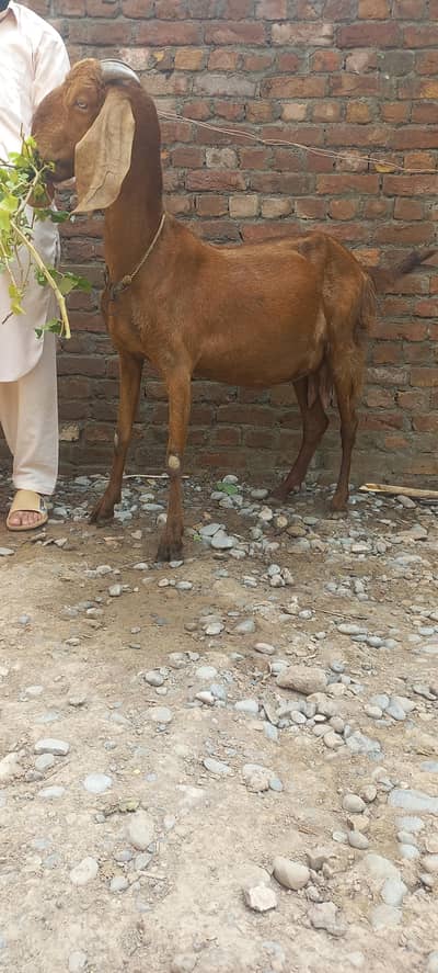 pragnant goat 20 days left