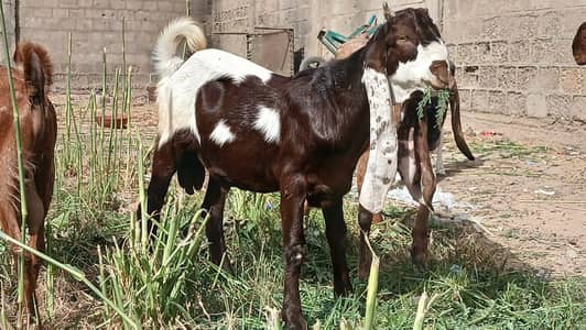 achi nasal ka bakra