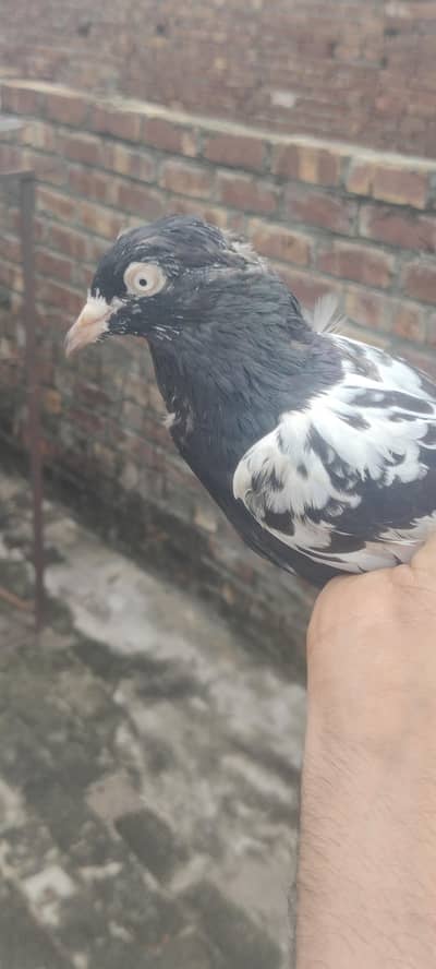 RAMPURI KABOOTER