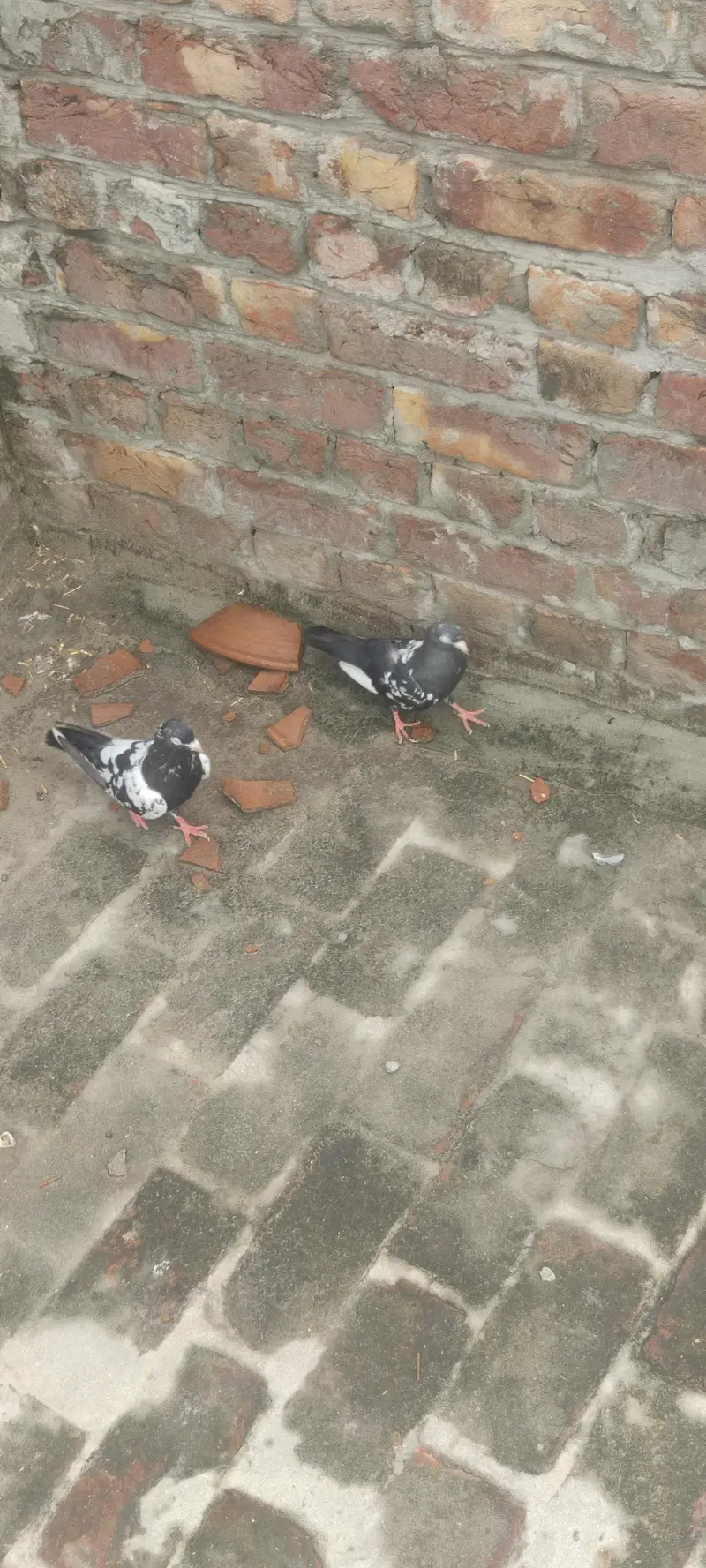 RAMPURI KABOOTER — photo 2