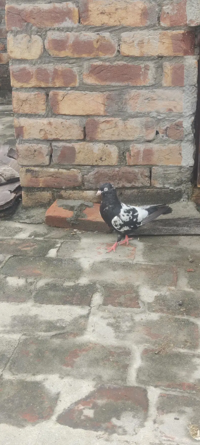 RAMPURI KABOOTER — photo 3