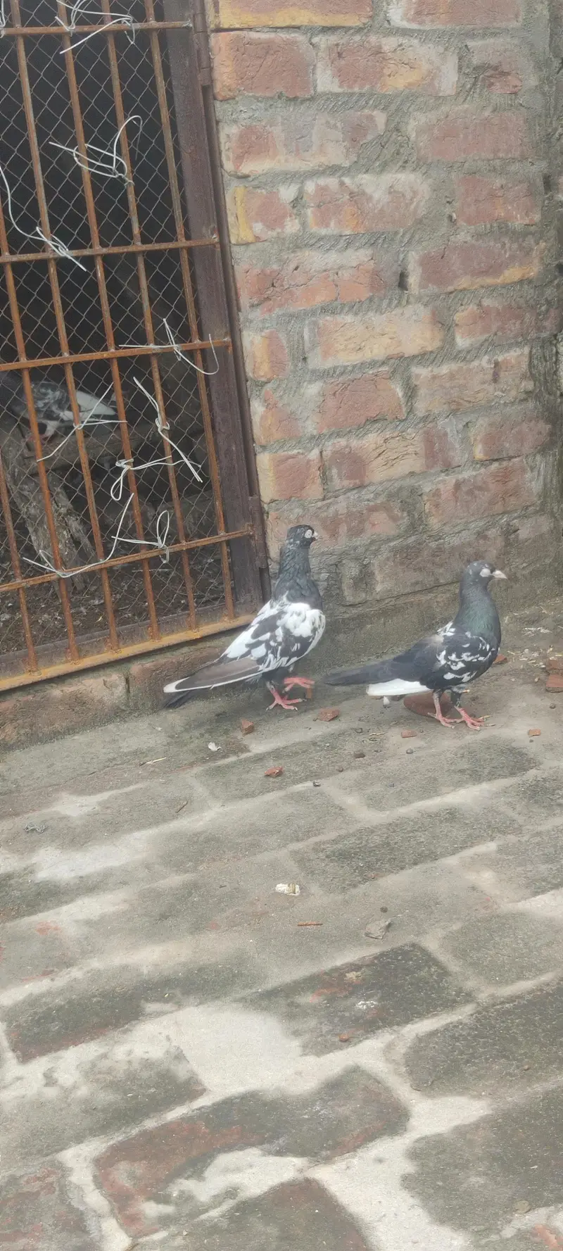 RAMPURI KABOOTER — photo 4