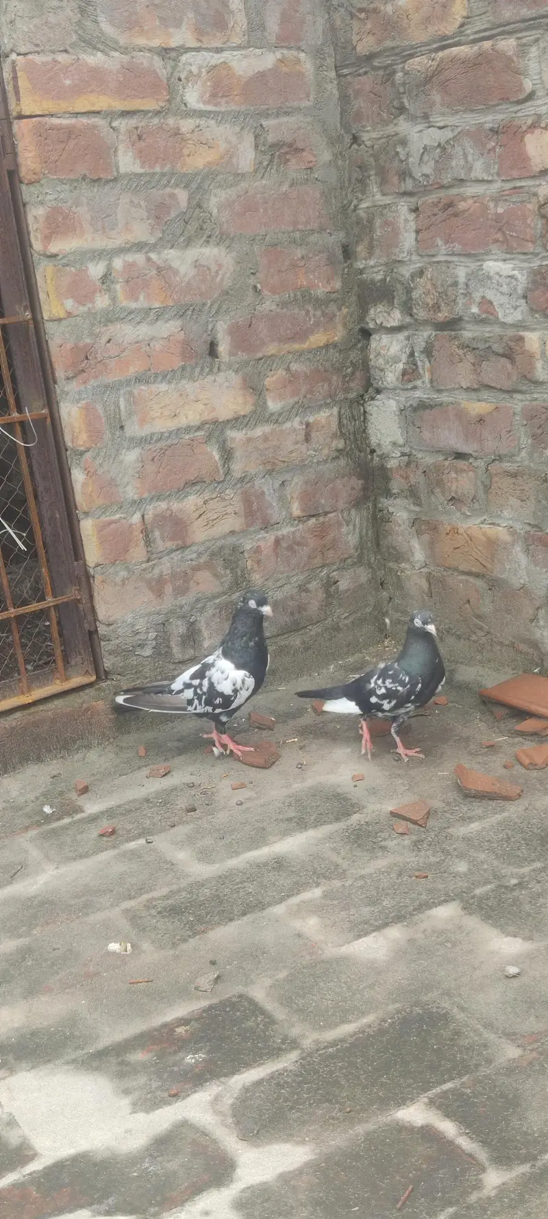 RAMPURI KABOOTER — photo 5