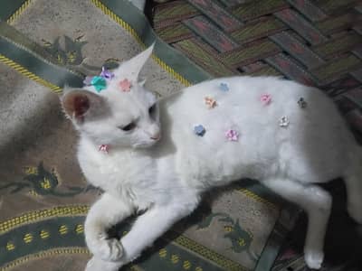 Thurkis Angora / Luna