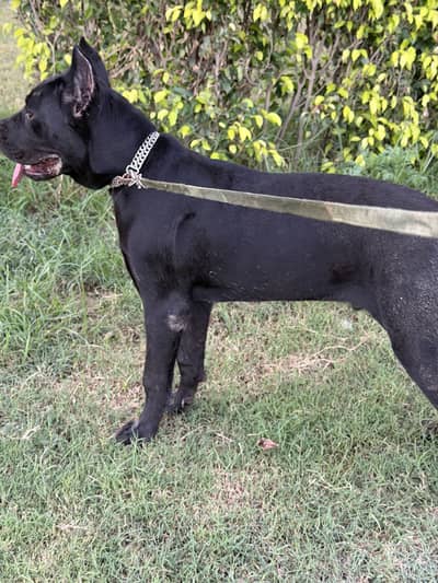 Cane corso puppy