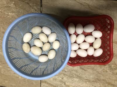 DUCKS EGGS