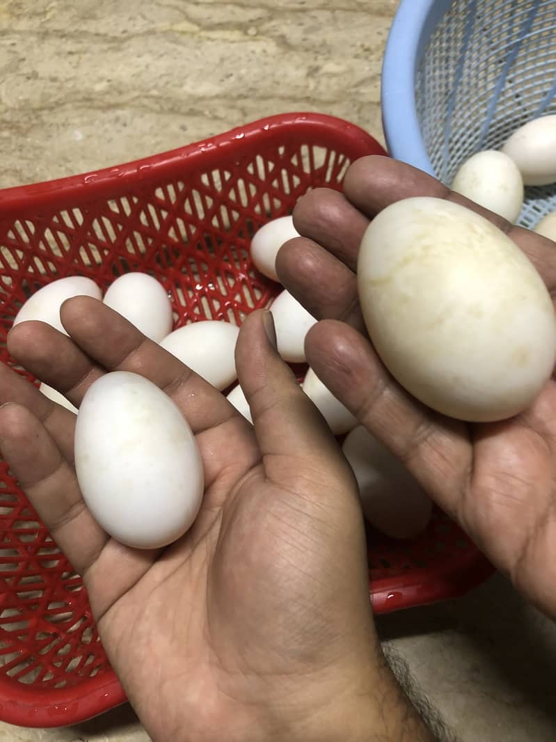 DUCKS EGGS 1