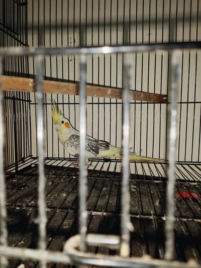 pied and white face breeder pair urgent sale