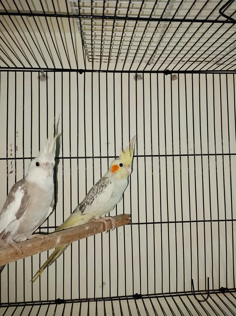 pied and white face breeder pair urgent sale — photo 2