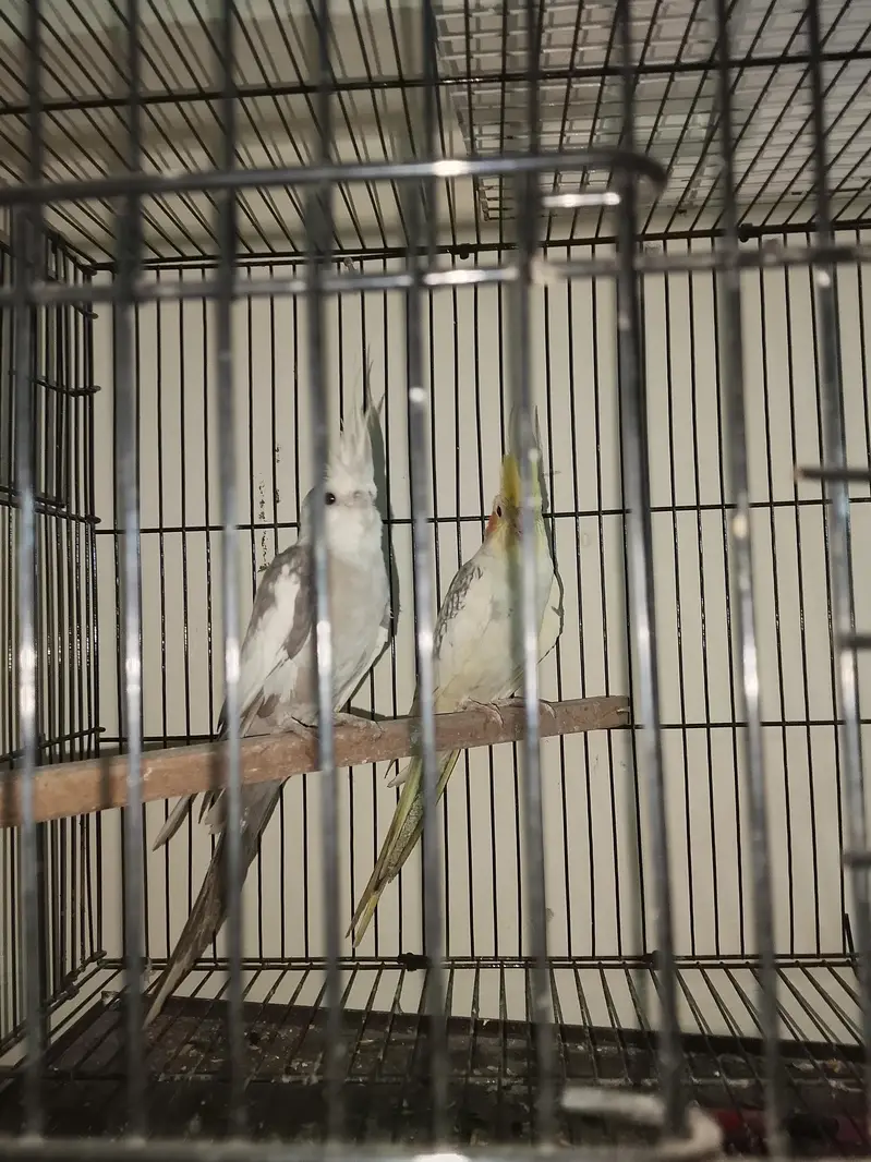 pied and white face breeder pair urgent sale — photo 3