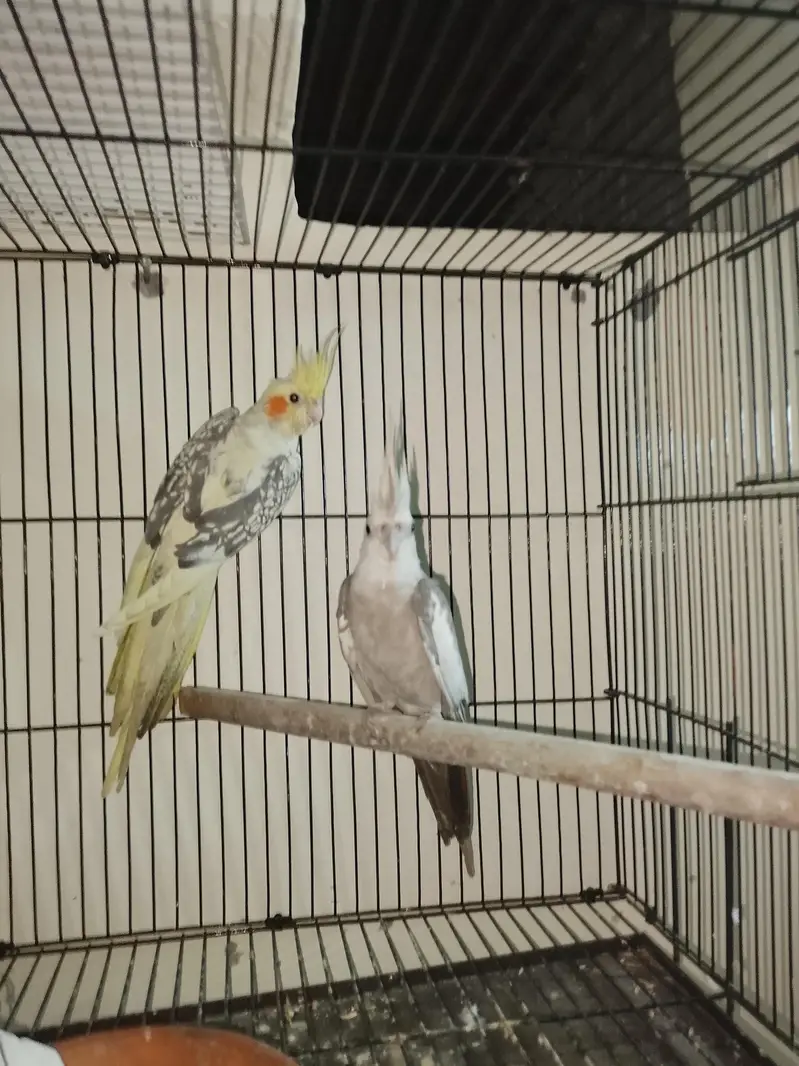 pied and white face breeder pair urgent sale — photo 4