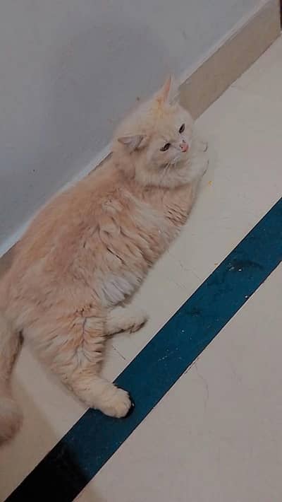 Cat for sale