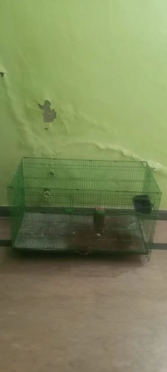 Birds Cage for Sale — photo 2