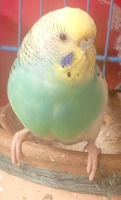 Budgies Breeder King  Size Pied  Female