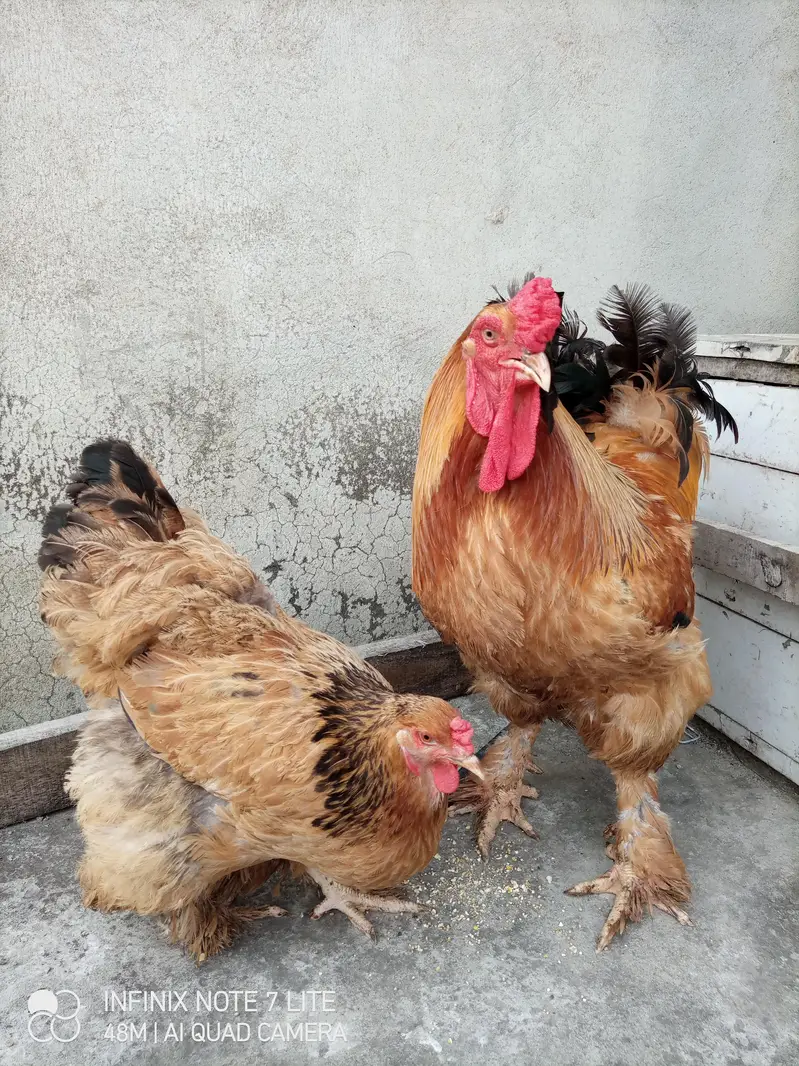fertile barahama eggs for sale — photo 6