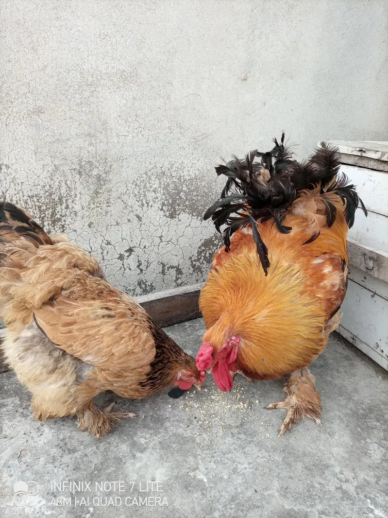 fertile barahama eggs for sale — photo 7