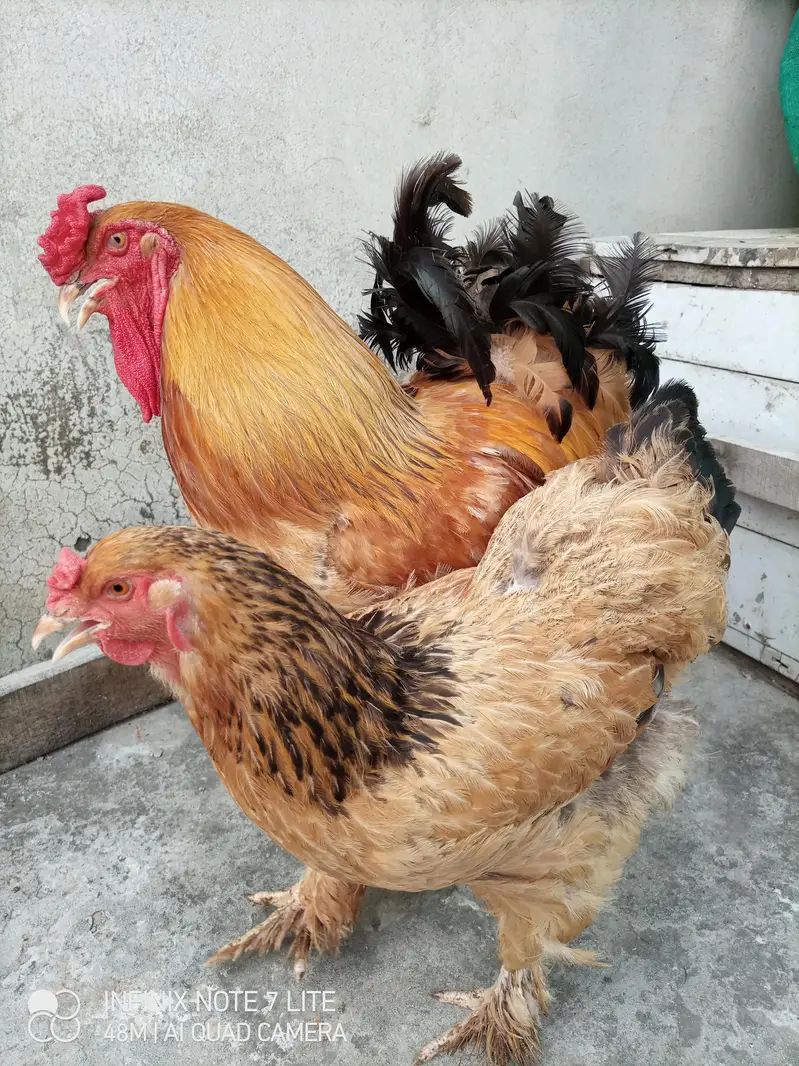 fertile barahama eggs for sale — photo 8