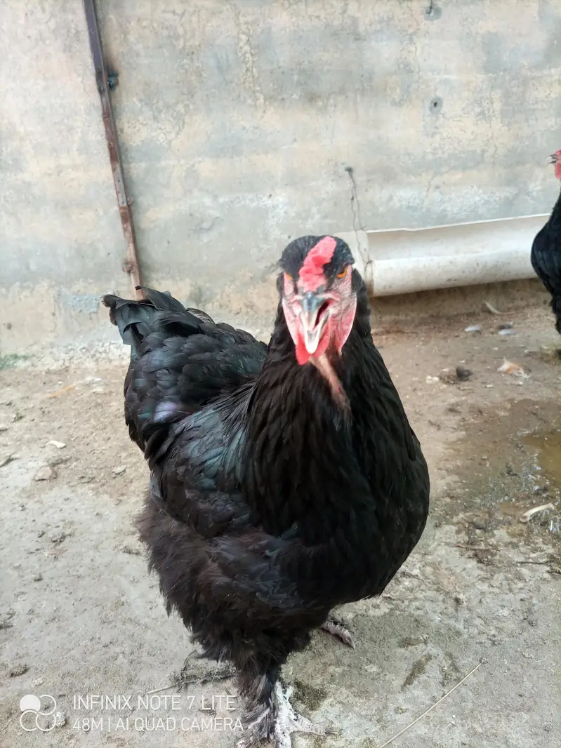 fertile barahama eggs for sale — photo 9