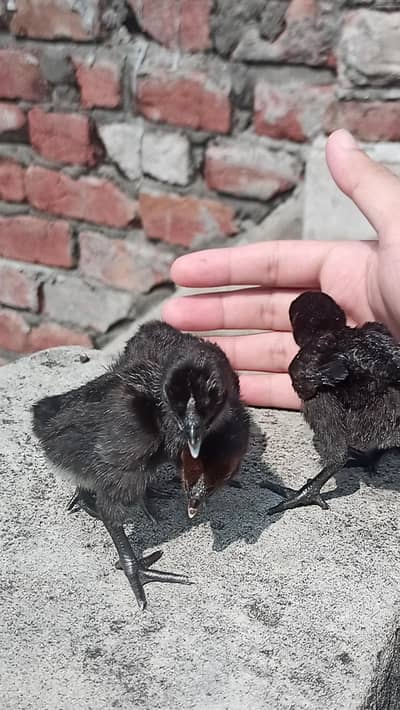 Full Black Dragon chicks